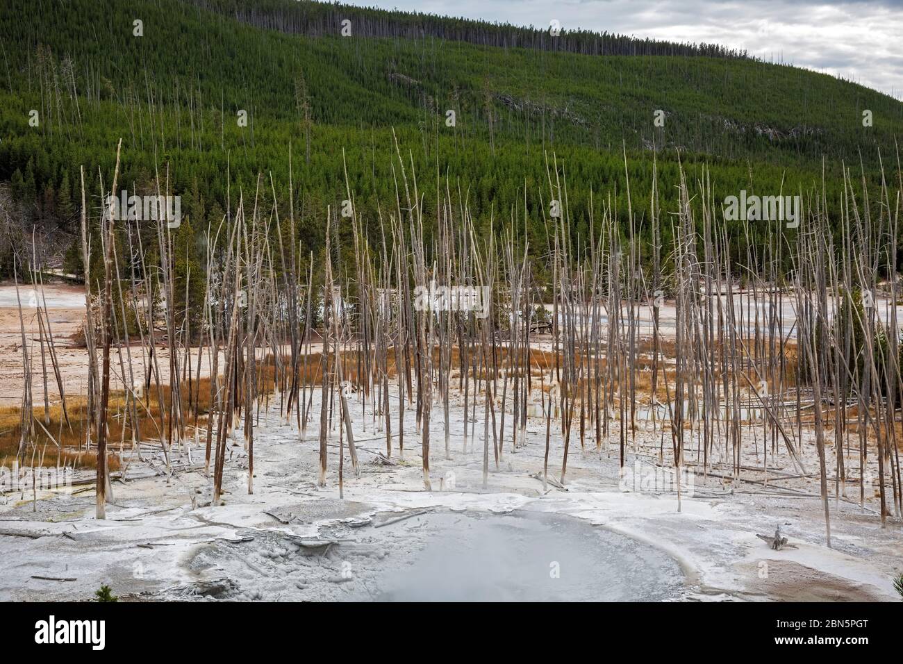 WY04277-00....WYOMING - alberi uccisi dai modelli di runoff cambianti delle sorgenti calde nel bacino del Geyser di Norris del Parco Nazionale di Yellowstone. Foto Stock