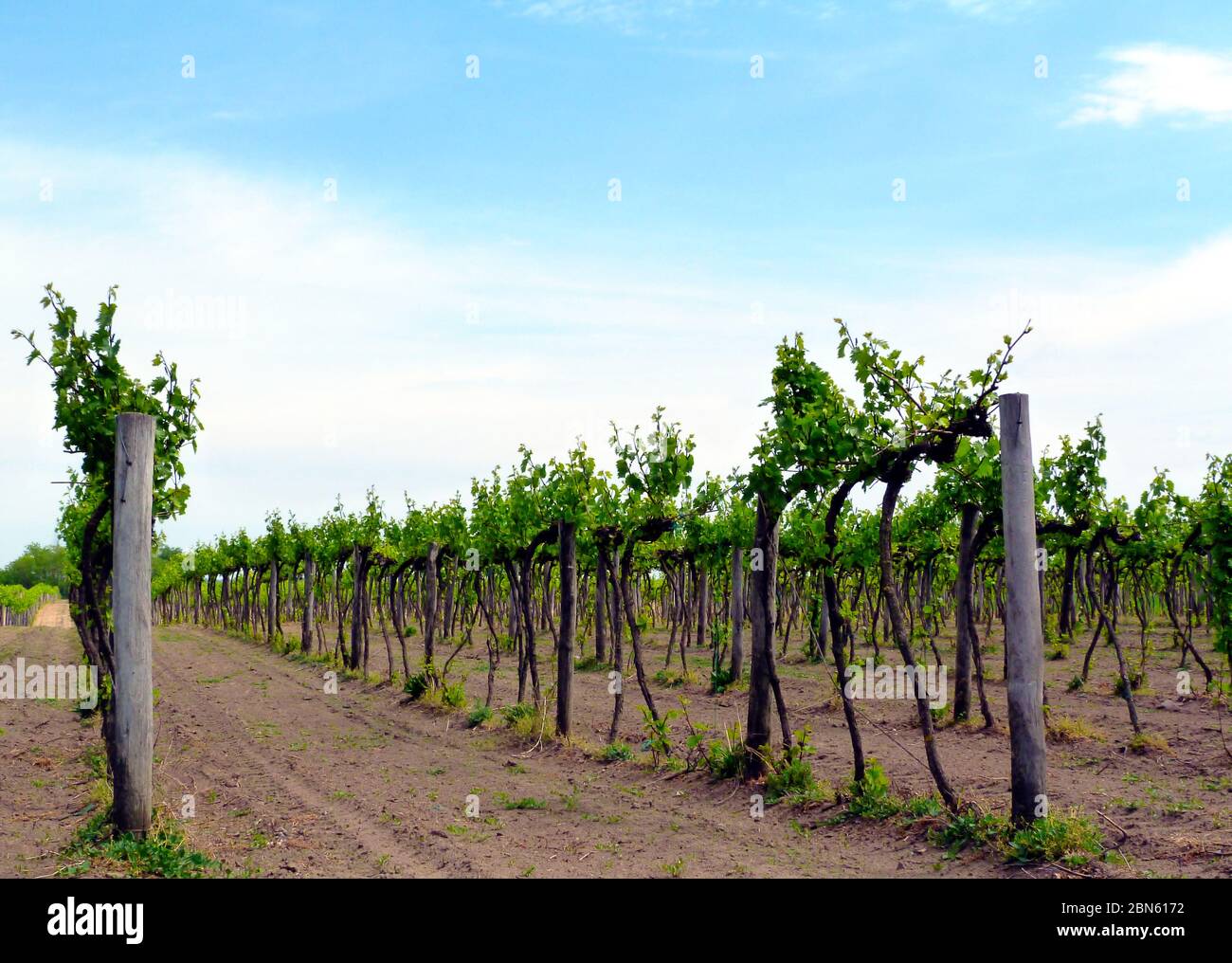 vigneto in luce solare. germogli verdi e steli marroni freschi. terreno sabbioso marrone chiaro. cielo blu con nuvole bianche. concetto di produzione del vino Foto Stock