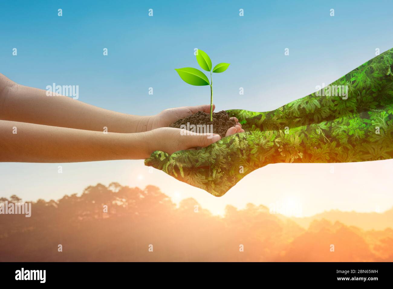 Ambiente giorno della Terra mani dalla natura. Le mani della ragazza che tengono gli alberi che crescono su sfondo di montagna di luce dorata. Ecologia e natura concetto. Foto Stock