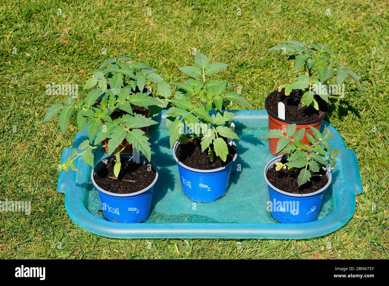 Varietà di pomodori di Summerlast giovane in pentole, Regno Unito Foto Stock