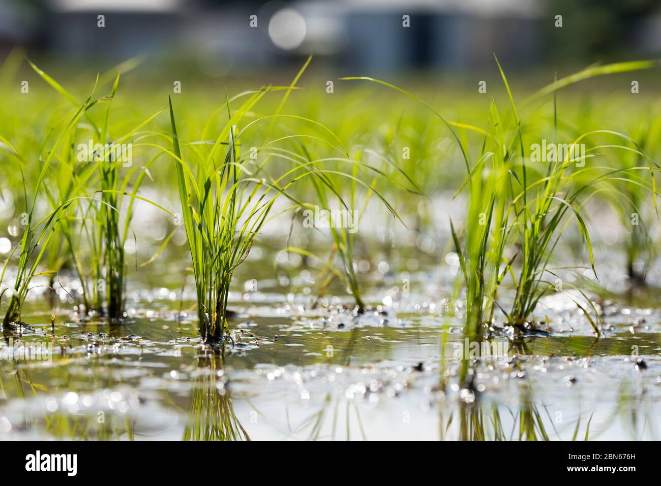 Piantine di riso di nuovo piantate in un campo di riso bagnato. Foto Stock