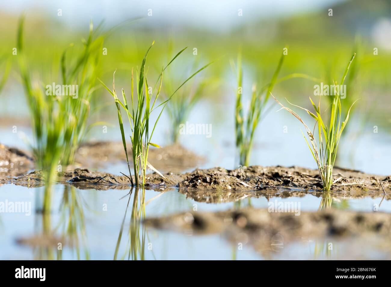Piantine di riso di nuovo piantate in un campo di riso bagnato. Foto Stock