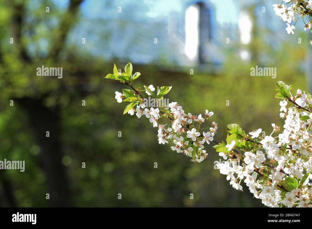 Bel ciliegio fiorente in un soleggiato primo piano di una giornata di primavera. Sfondo naturale Foto Stock