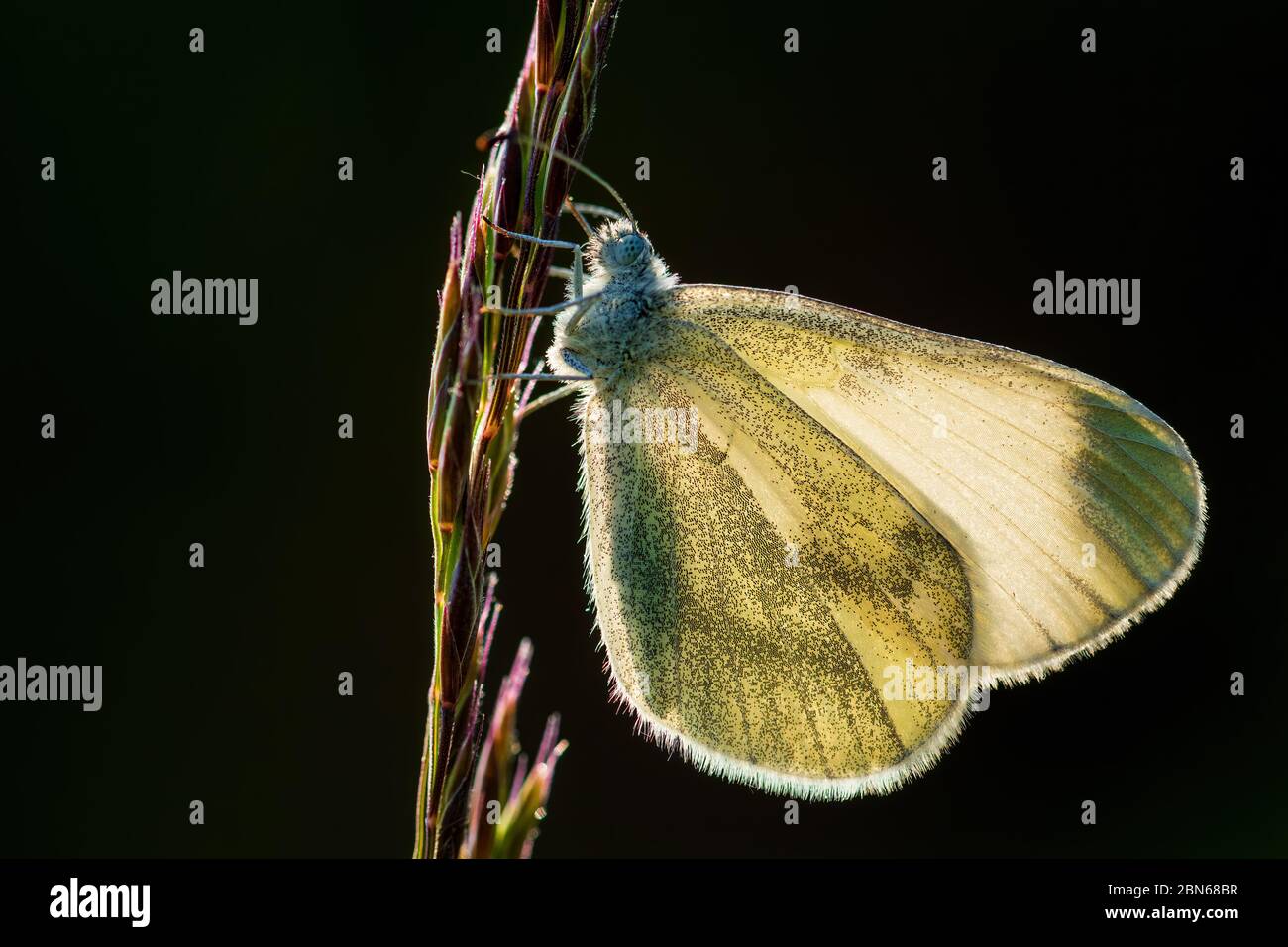 Legno Criptico Bianco - Leptidea juvernica, piccola farfalla bianca comune da prati e giardini europei, Zlin, Repubblica Ceca. Foto Stock