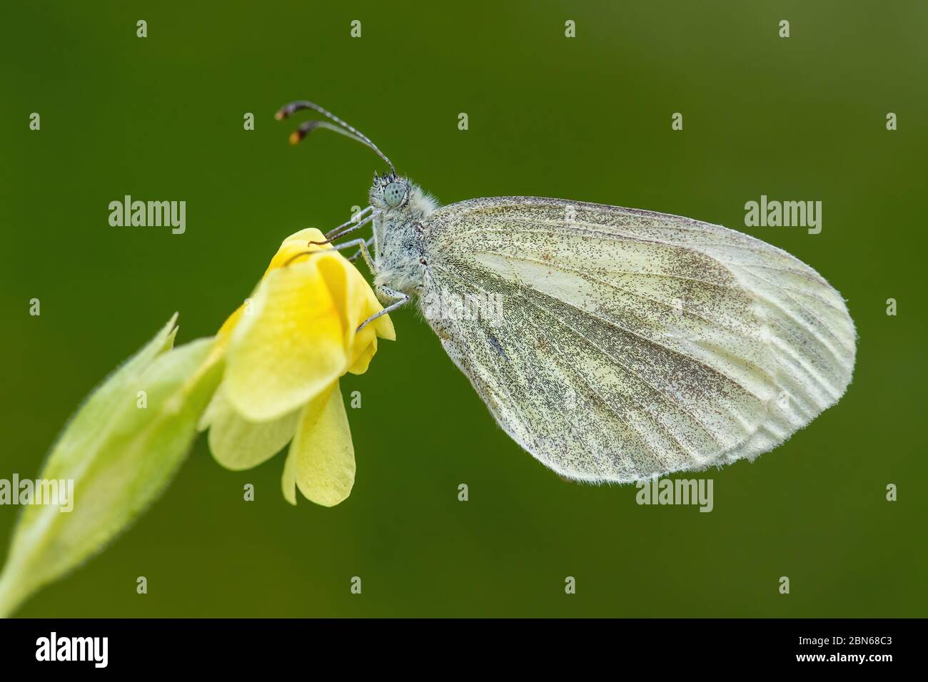 Legno Criptico Bianco - Leptidea juvernica, piccola farfalla bianca comune da prati e giardini europei, Zlin, Repubblica Ceca. Foto Stock