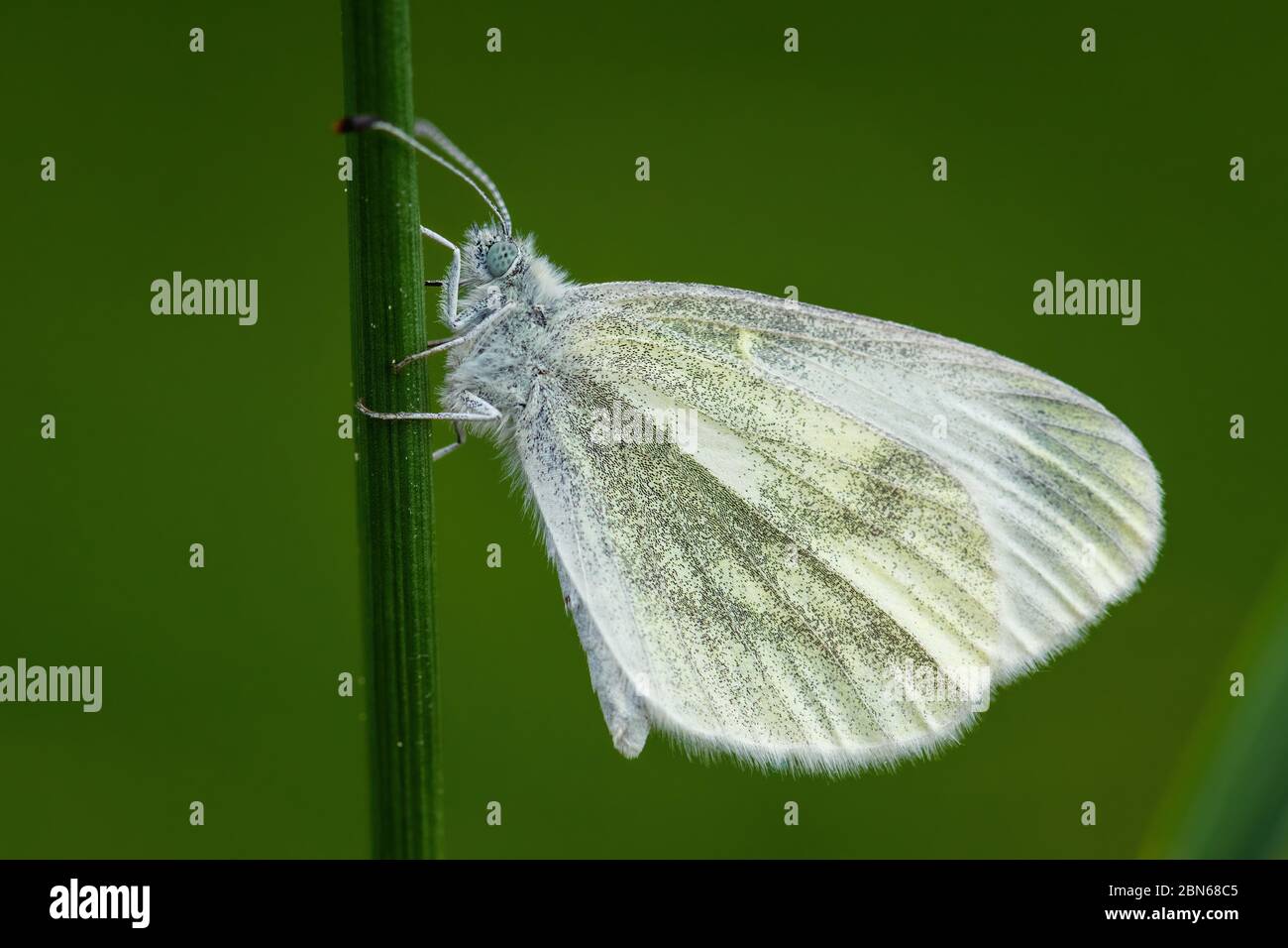 Legno Criptico Bianco - Leptidea juvernica, piccola farfalla bianca comune da prati e giardini europei, Zlin, Repubblica Ceca. Foto Stock