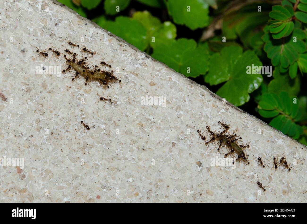 Caterpilots, ordine Lepidottera, trasportati da Black Weaver Ants, Polyrhachis sp, Klungkung, Bali, Indonesia Foto Stock