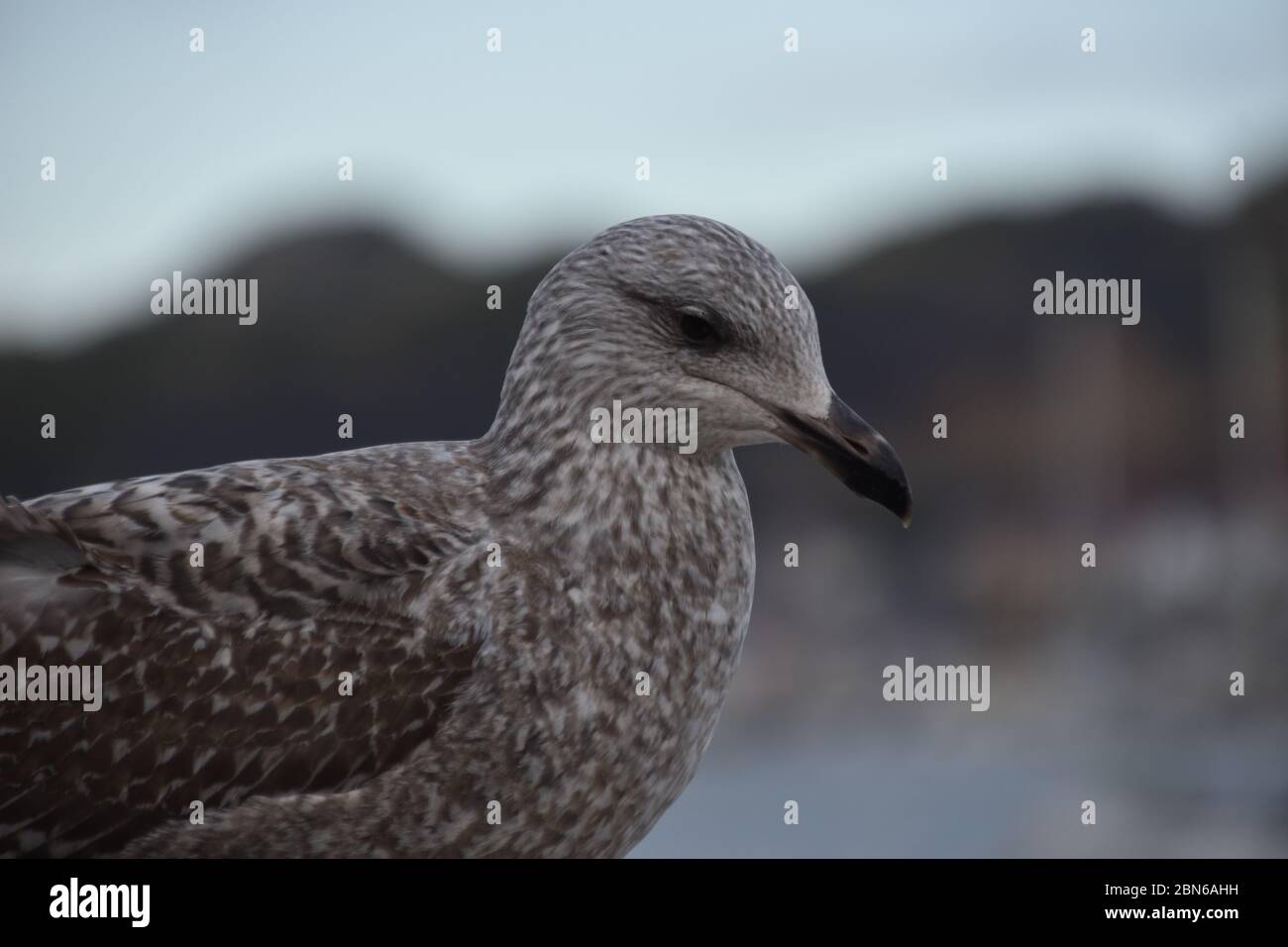 Una fotografia di un uccello preso a Conwy, Galles del Nord Foto Stock