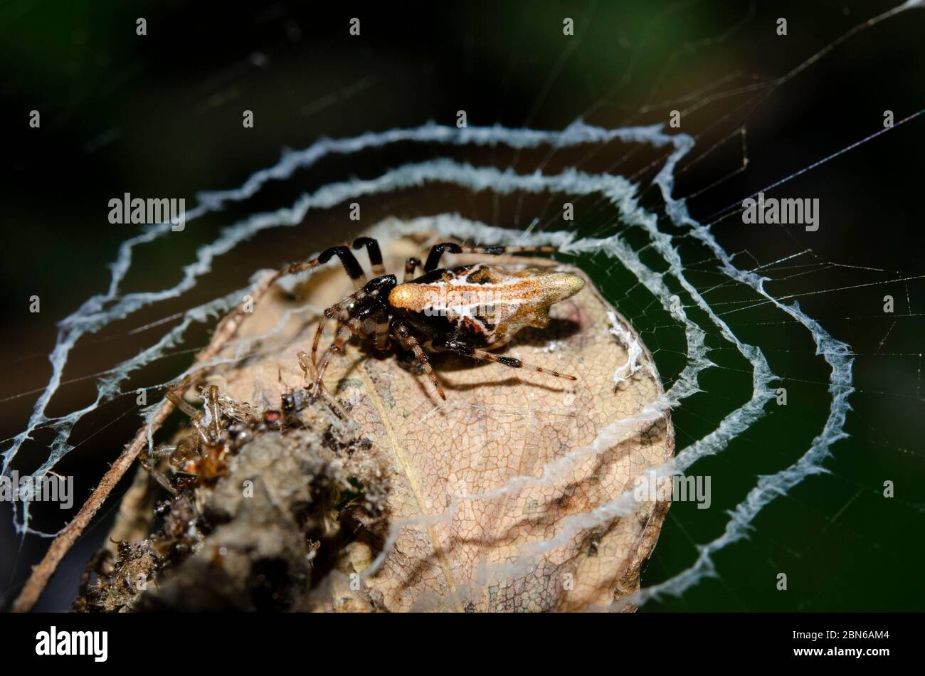 Orb-weaver Spider, Famiglia Araneidae, in foglia, Klungkung, Bali, Indonesia Foto Stock