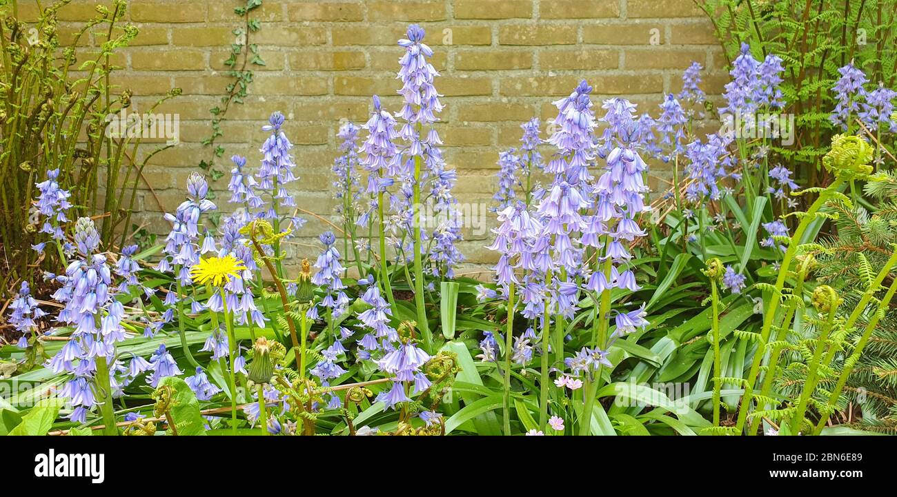 Vista panoramica dei fiori viola di bluebell comune (Hyacinthoides non-scripta) in un giardino urbano Foto Stock