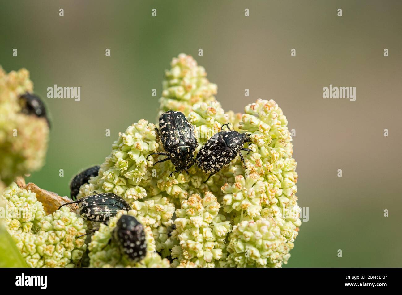 Bianchi roseti macchiati (Oxythyrea funesta, Cetoniidae) su fiori di rabarbaro, giorno di sole in primavera Foto Stock