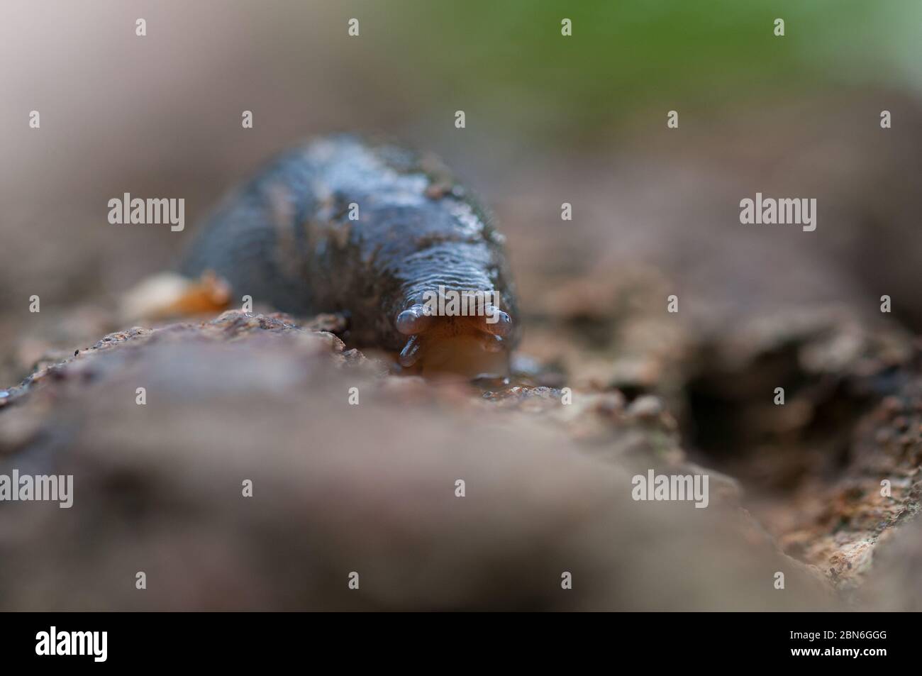 Primo piano di slug su legno Foto Stock