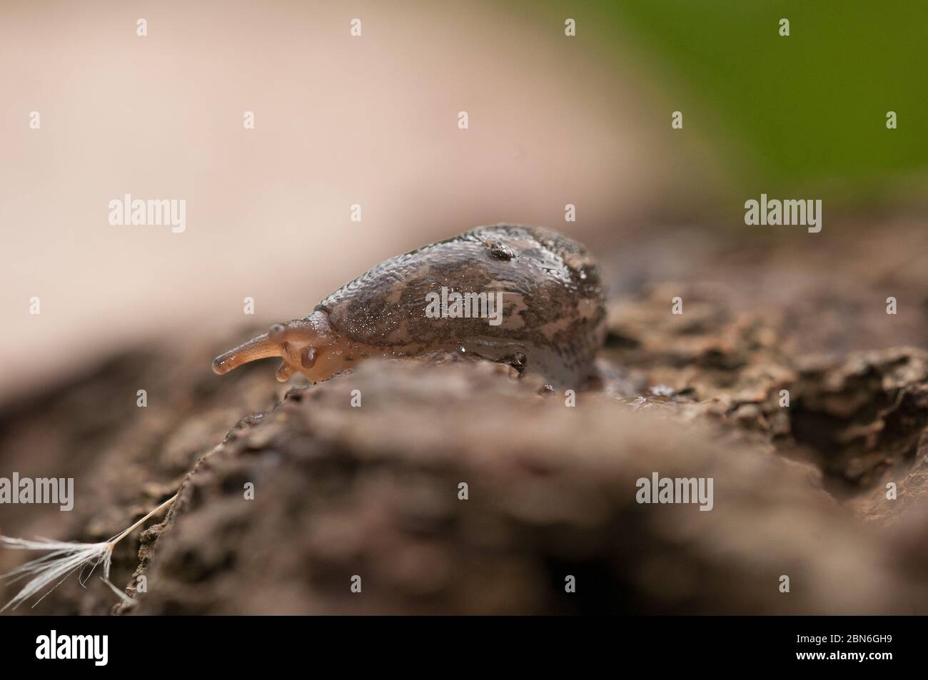 Primo piano di slug su legno Foto Stock