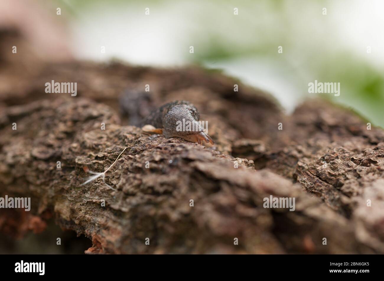 Primo piano di slug su legno Foto Stock
