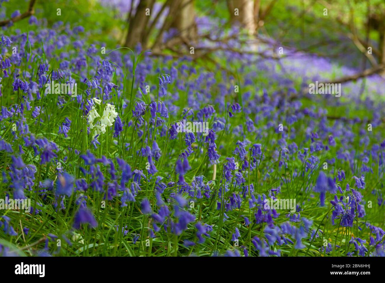 Un singolo bluebell bianco tra una massa di blu. Foto Stock