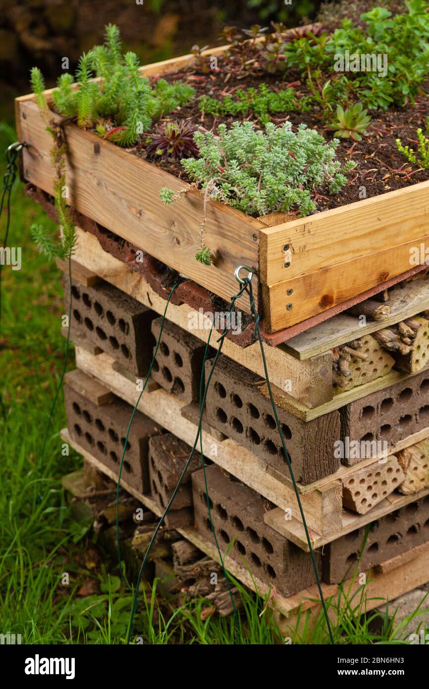 Casella di insetto Bug house Foto Stock