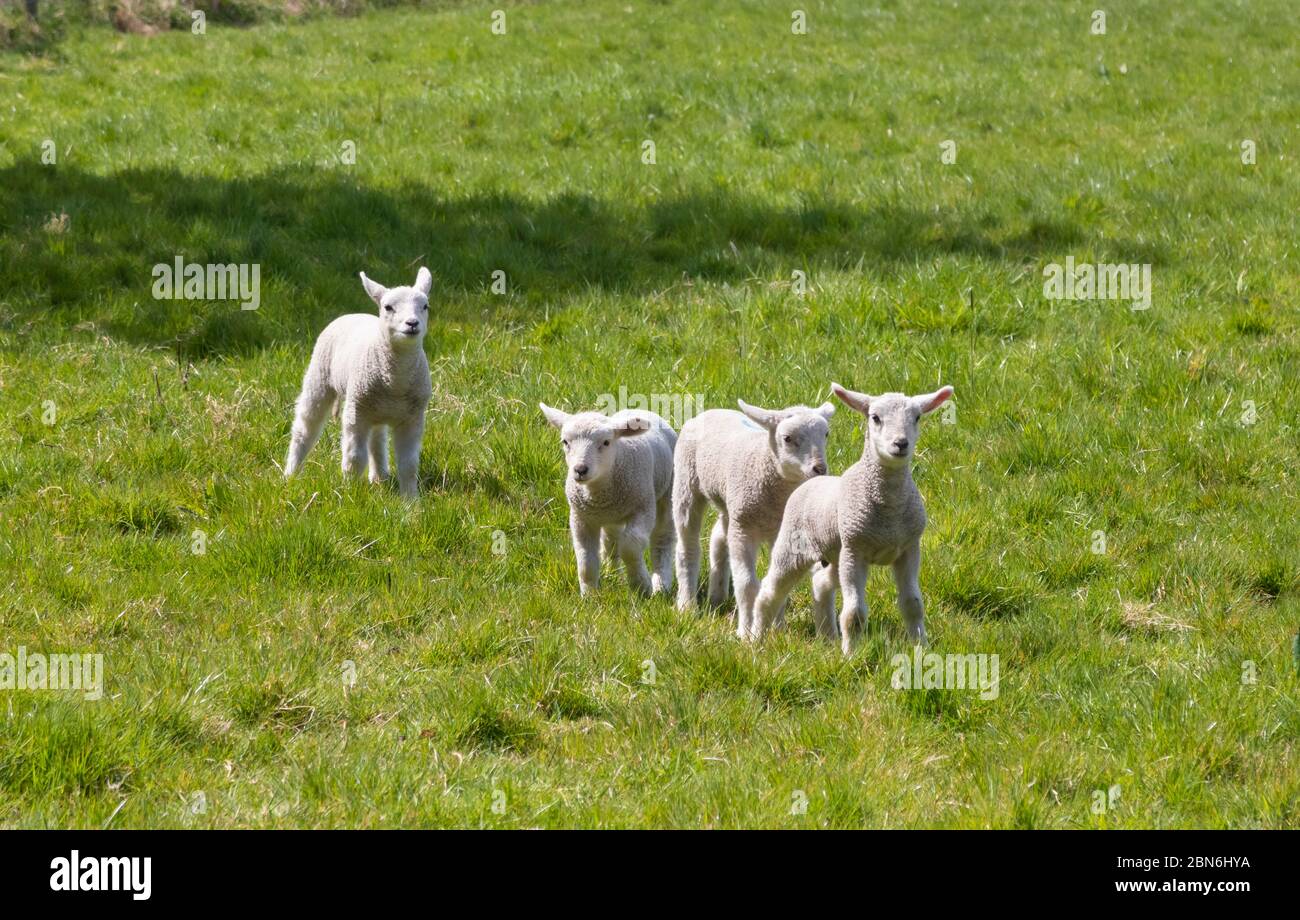 Un gruppo di quattro giovani agnelli in primavera Foto Stock