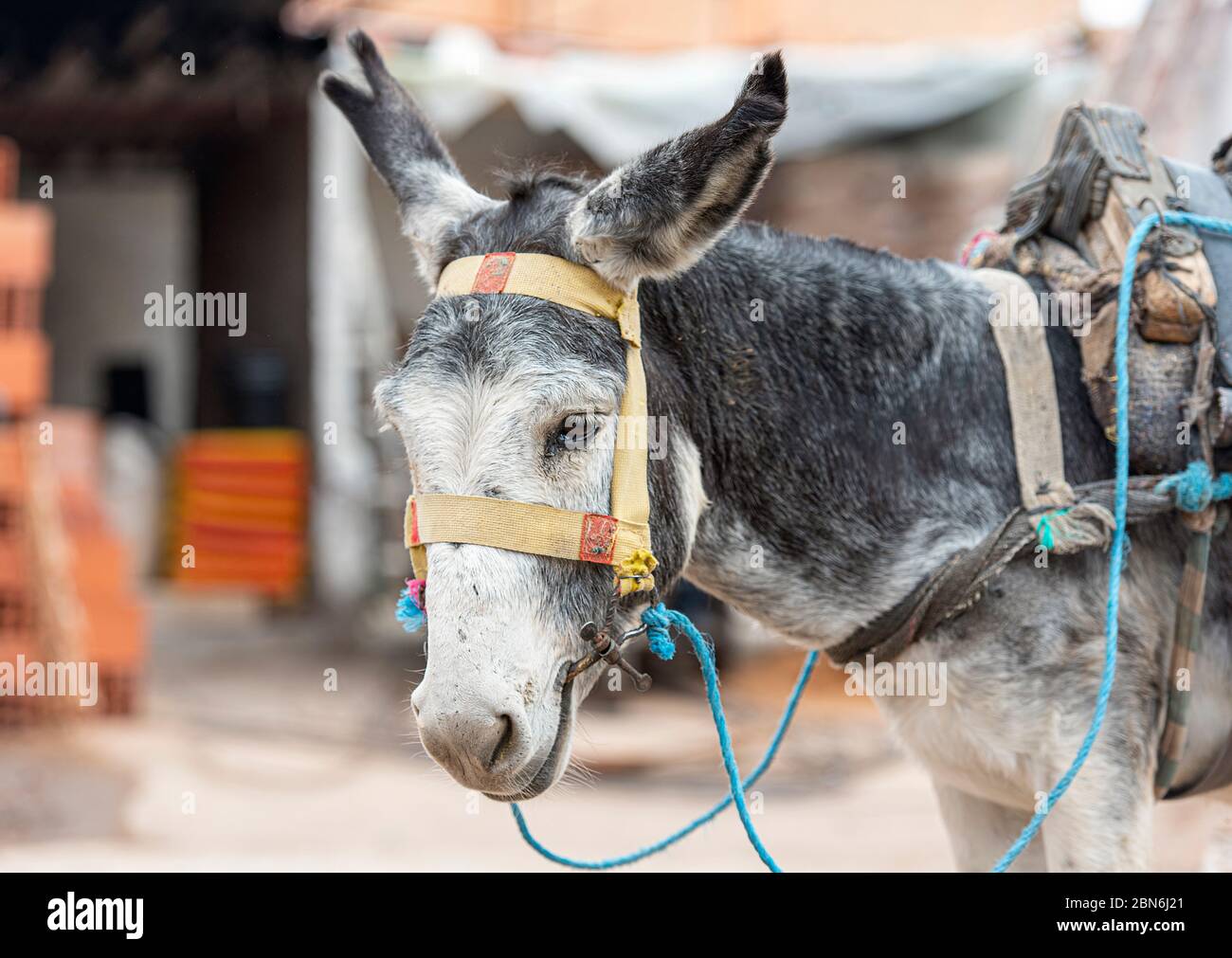 Triste, povero asino grigio in una strada del Marocco, asino in fattoria Foto Stock
