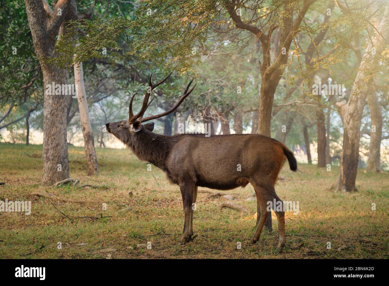 Maschio sambar Rusa unicolor cervi nel Parco Nazionale di Ranthambore, Rajasthan, India Foto Stock