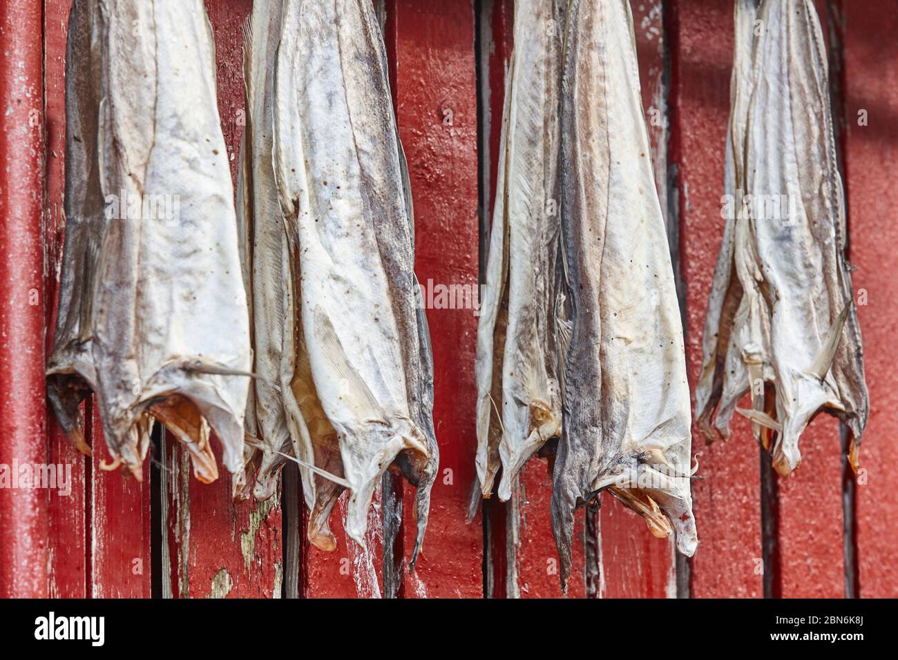 Pesce di sacco secco in attesa di essere cucinato. Pesce tradizionale Faroe Islands Foto Stock