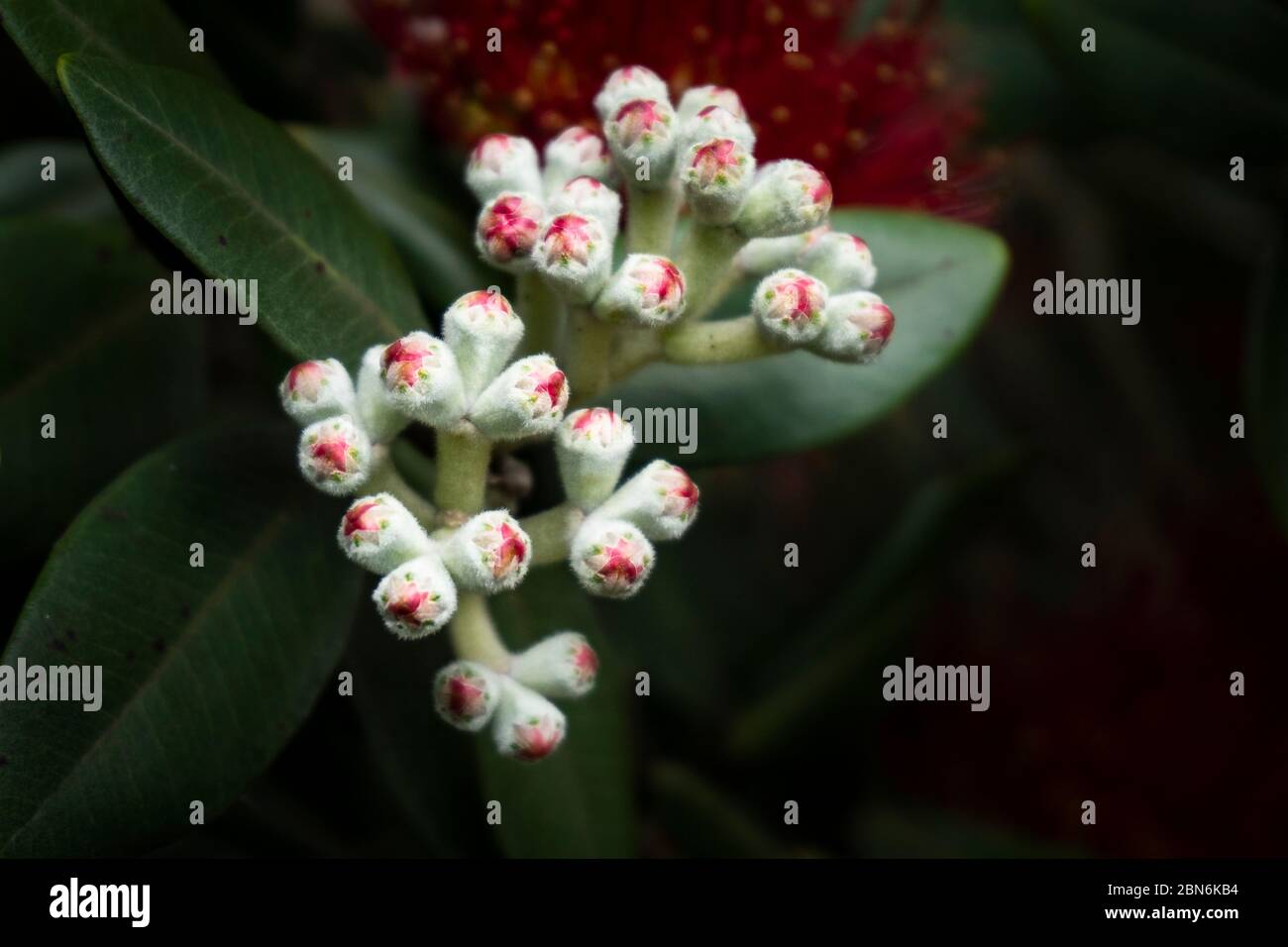 Pohutukawa boccioli di fiori che iniziano ad aprire. Il Pohutukawa fiorire all'inizio dell'estate che è anche chiamato albero di Natale della Nuova Zelanda. Foto Stock