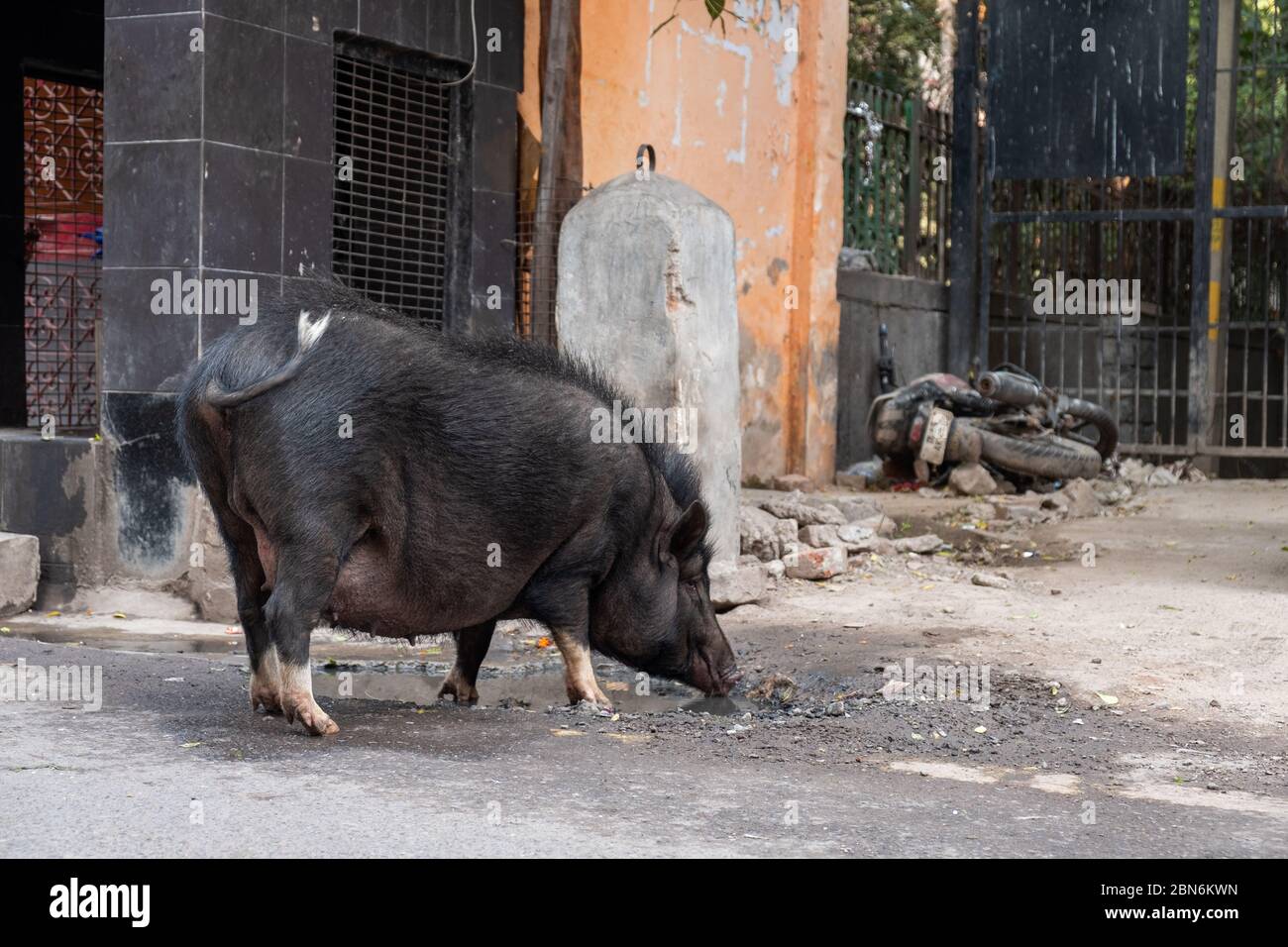 Il grande cinghiale beve acqua da un puddle sporco in una strada a Nuova Delhi Foto Stock