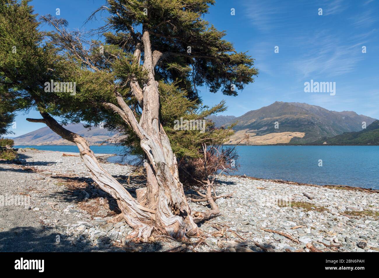Un vecchio albero contorto sul lago a Boundary Creek, Lago Wanaka, South Island, Nuova Zelanda Foto Stock
