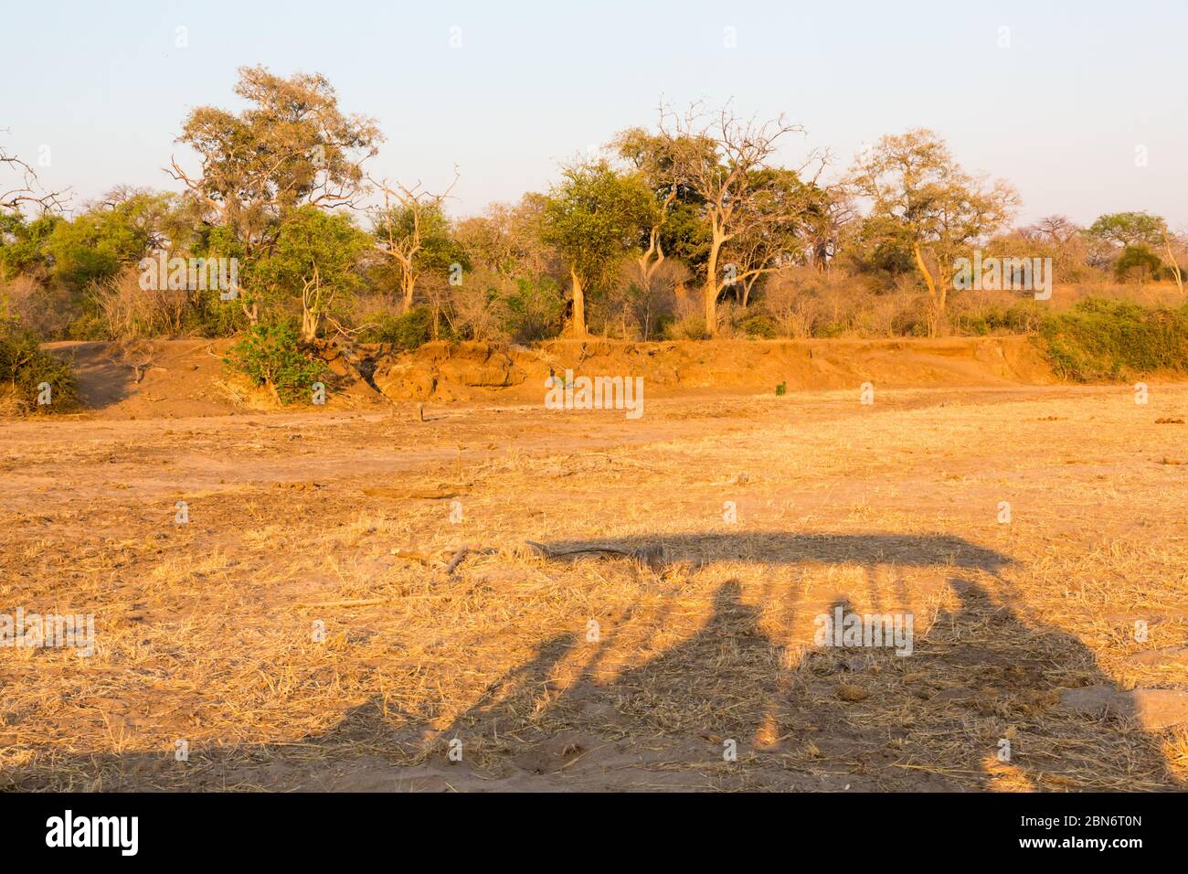 L'ombra dei piloti di safari, Zimbabwe Foto Stock