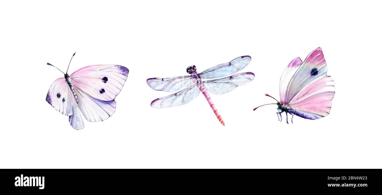 Acquerello set di libellula e farfalle bianche. Pittura realistica di insetto isolata su bianco. Ali dettagliate e corpo rosa. Collezione dipinta a mano Foto Stock