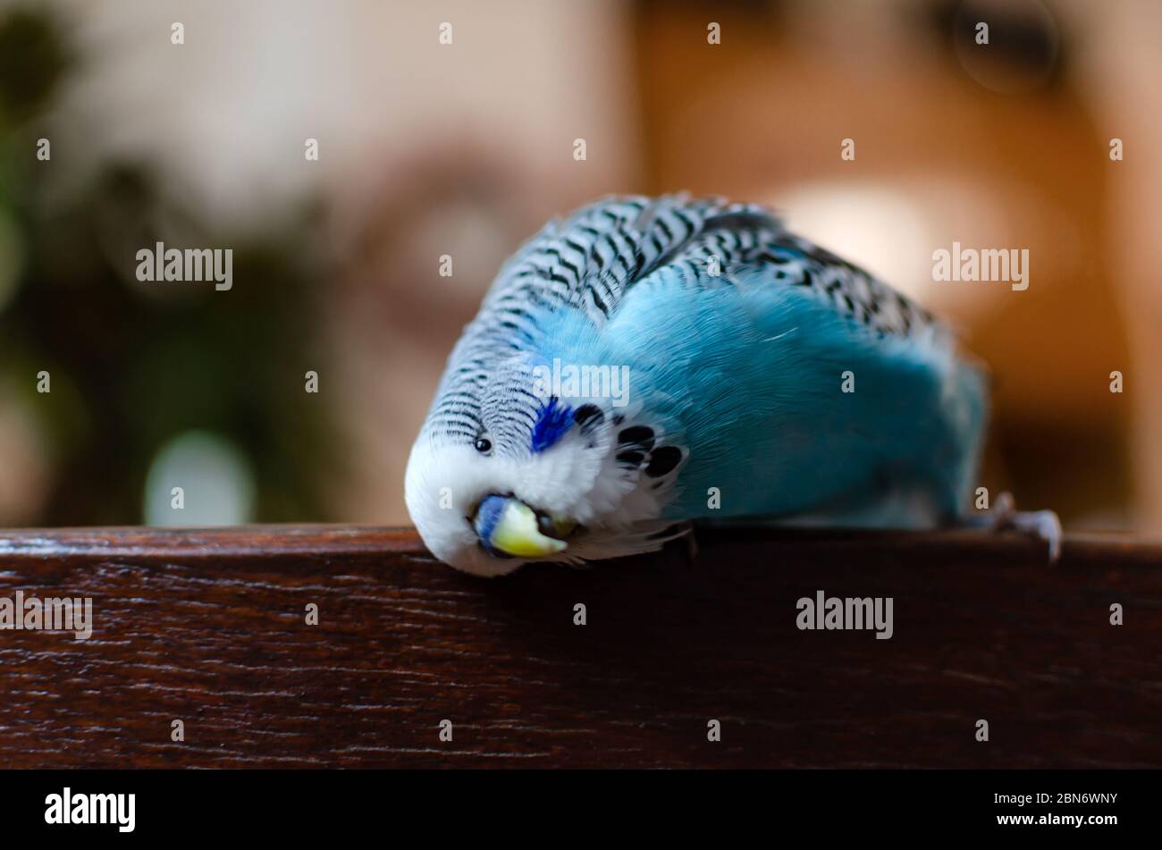 budgerigar, piccolo maschio parlante di colore blu, simpatico animale domestico giocoso, primo piano Foto Stock