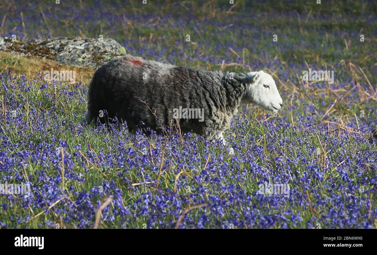 Hertwick Sheep a Rannerdale Knotts nel Lake District, Cumbria, il primo giorno di eliminazione delle restrizioni di blocco del coronavirus sulle attività ricreative e l'esercizio all'aperto. Foto Stock