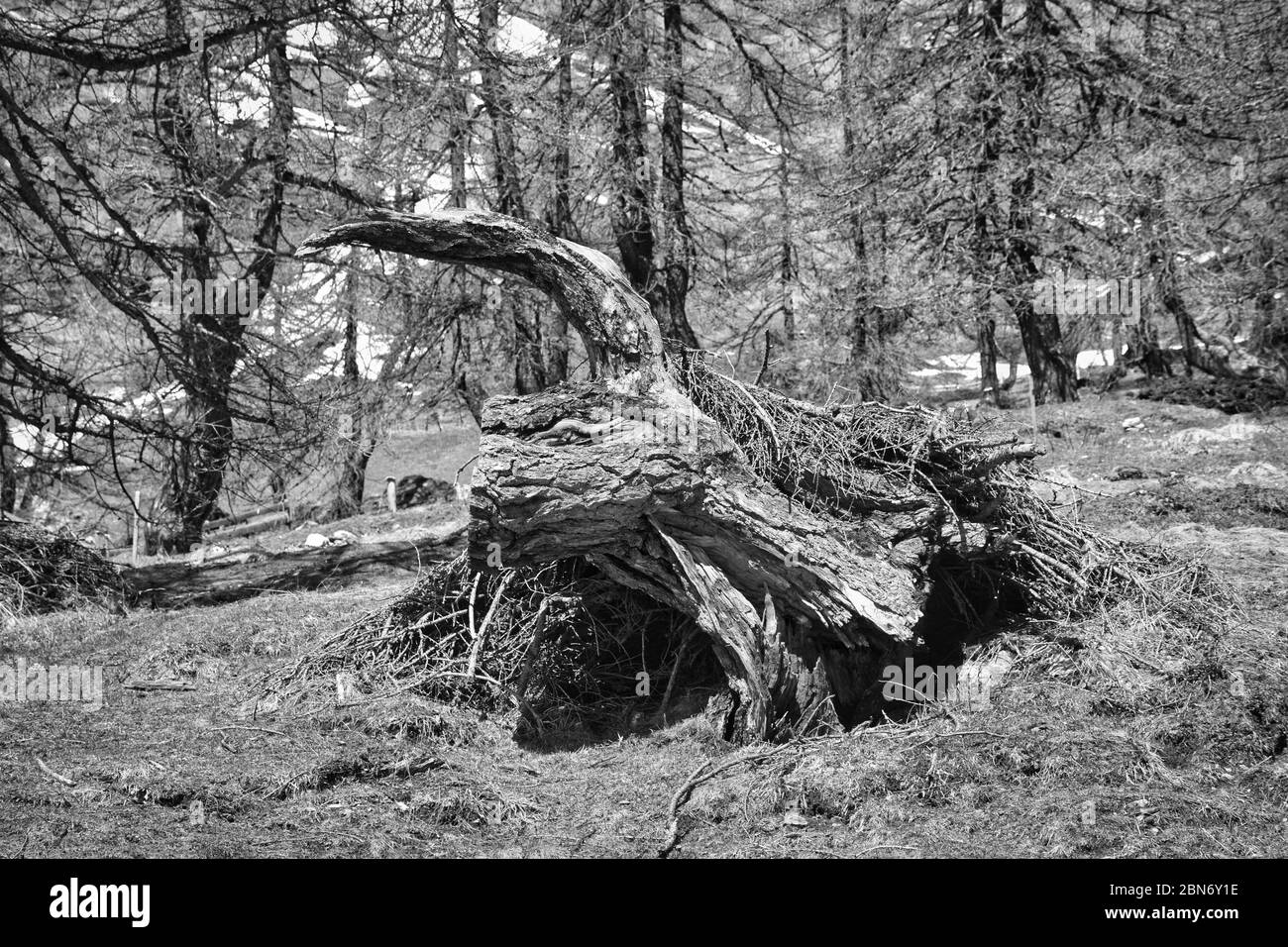 Wald, Frühling, Wurzelstock, Wurzel, Baumwurzel, knorrig, schroff, Geäst, Stock, Holz, faulen, Faulholz, geschlagen, geschniten, gefällt, ausgeggraben Foto Stock