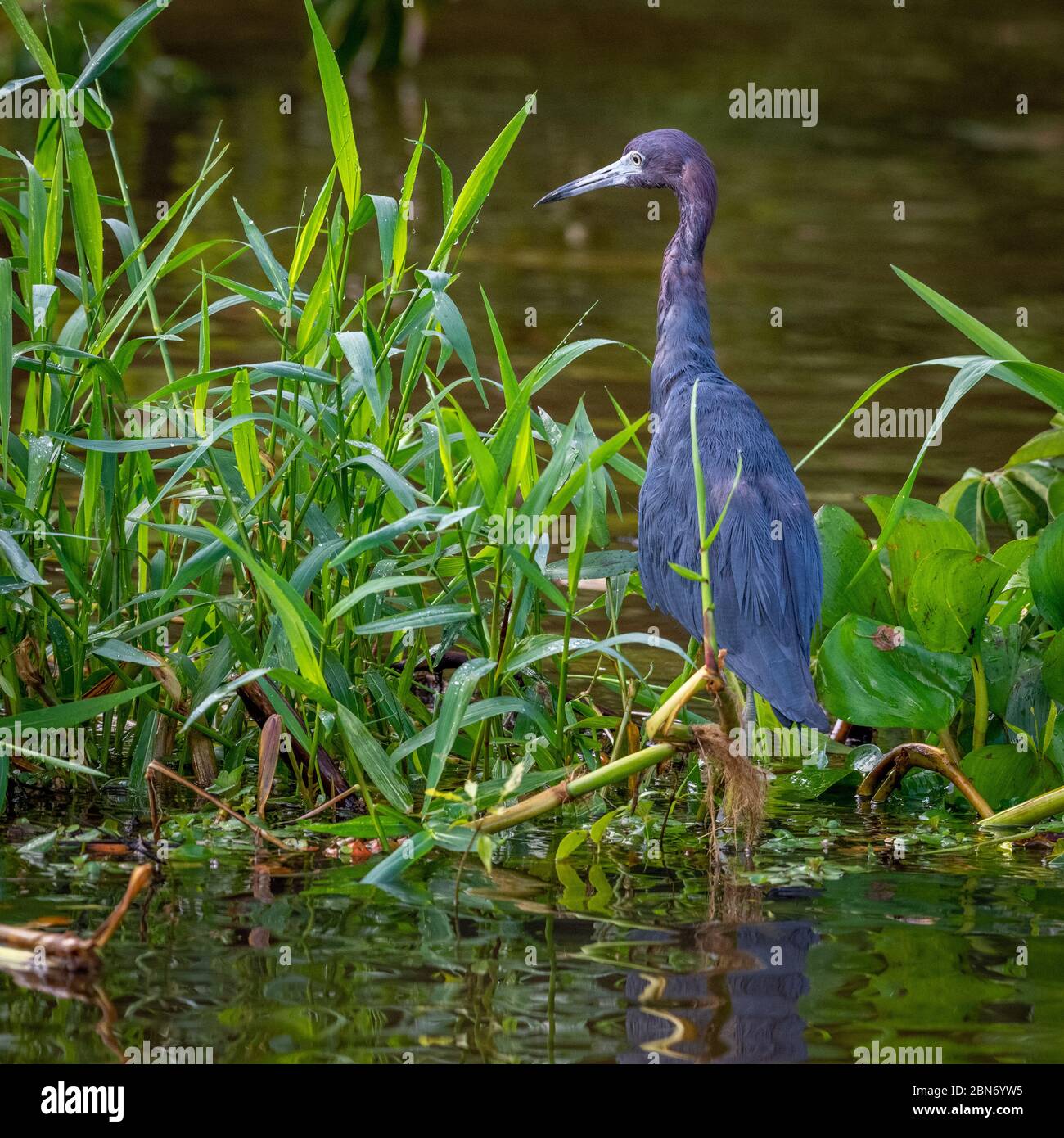 Piccolo airone cenerino (Egretta caerulea), Costa Rica Foto Stock