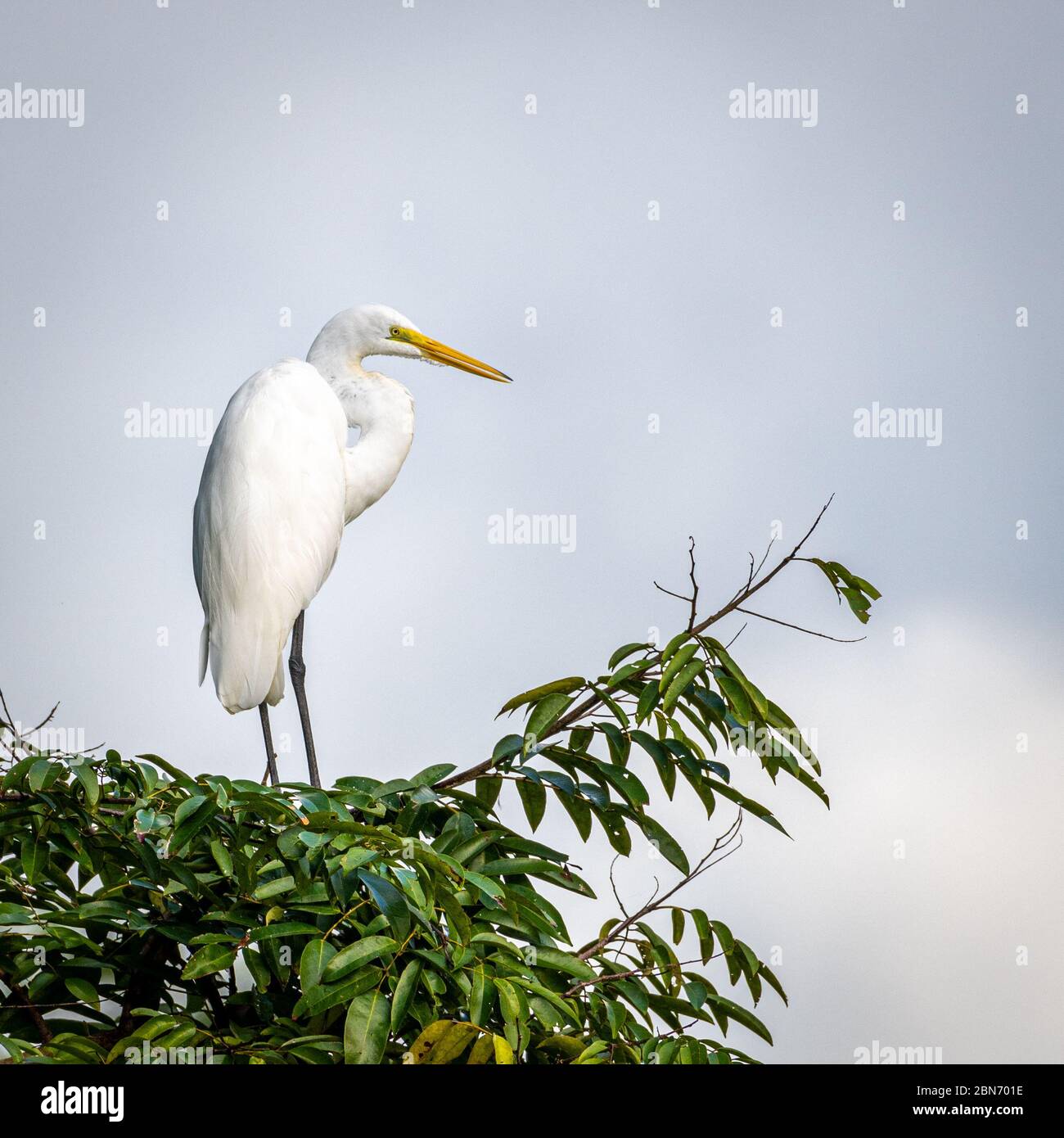 Grande Eret (Casmerodius albus) in albero, Costa Rica Foto Stock