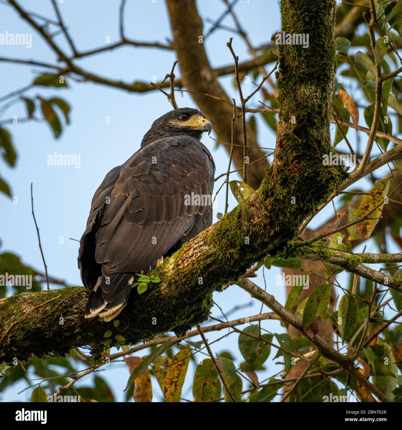 Falco nero comune (Buteogallus anthracinus), Costa Rica Foto Stock