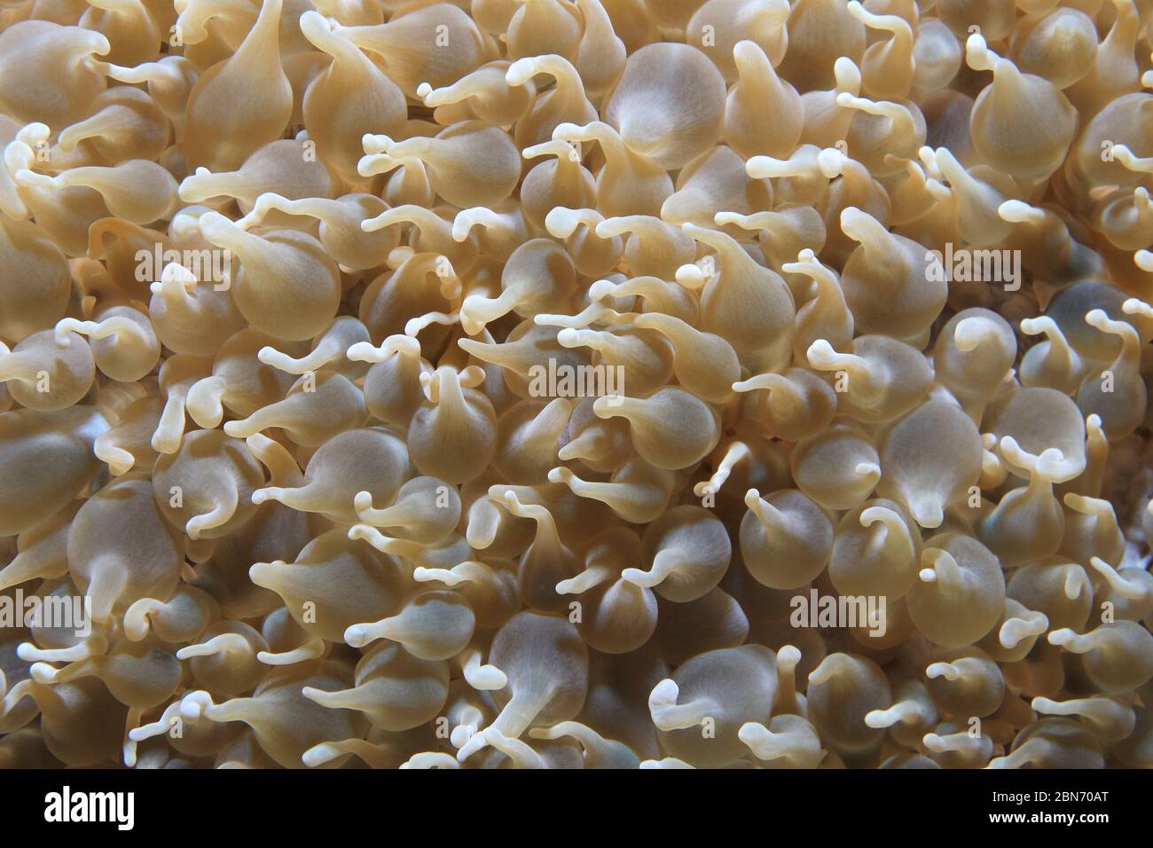 Primo piano di Bubble corallo (Pleogyra diabolotus) sottomarino nell'Oceano Indiano Foto Stock