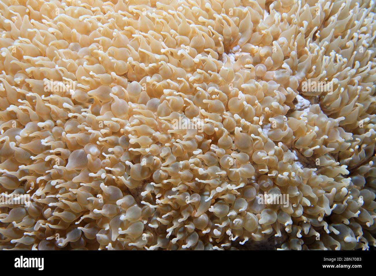 Gamberi corallini (Vir philippinensis) all'interno della bolla corallino (Pleogyra diabolotus) sott'acqua nell'Oceano Indiano Foto Stock