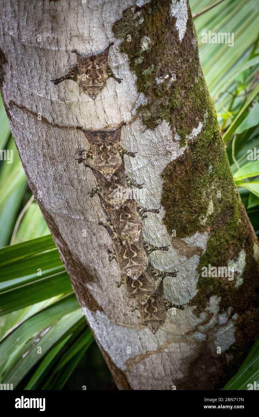 Grandi pipistrelli bianchi (Saccoptryx bilineata) impigliati su un albero nel Parco Nazionale di Tortuguero Costa Rica Foto Stock