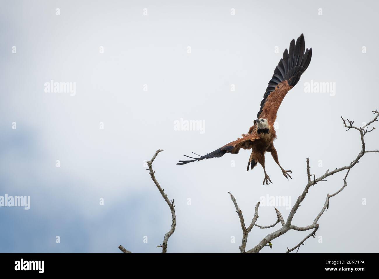 Black-collarred Hawk (Busarellus nigricollis) in volo, Costa Rica Foto Stock