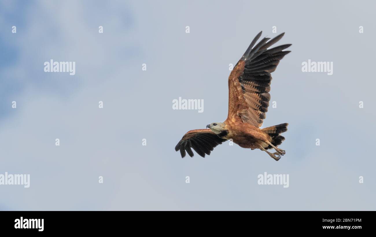 Black-collarred Hawk (Busarellus nigricollis) in volo, Costa Rica Foto Stock