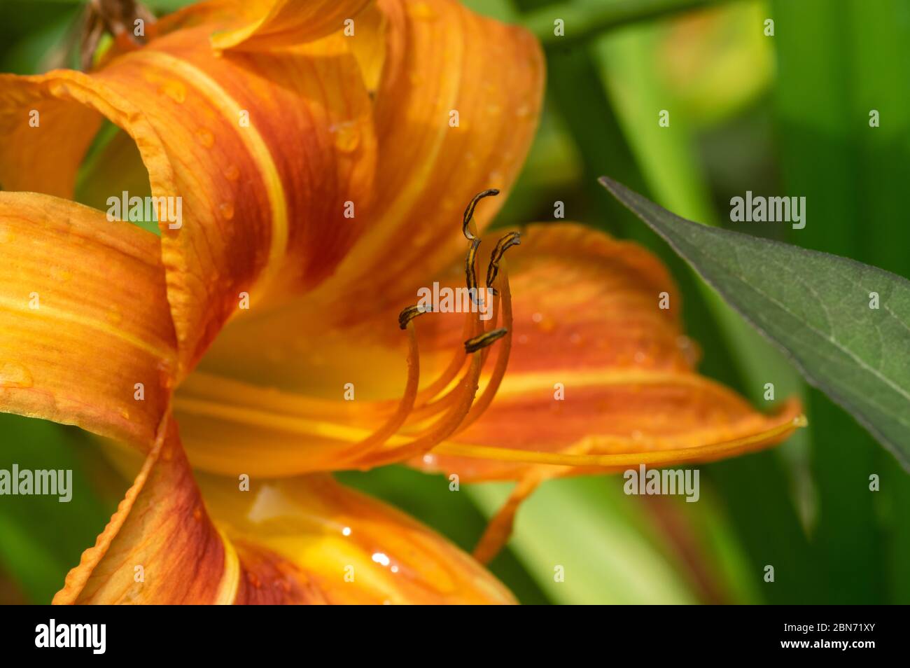 Immagine di un giglio arancio, giglio di mais, giglio di tigre, giglio di fossa (Hemerocallis fulva) - primo piano Foto Stock