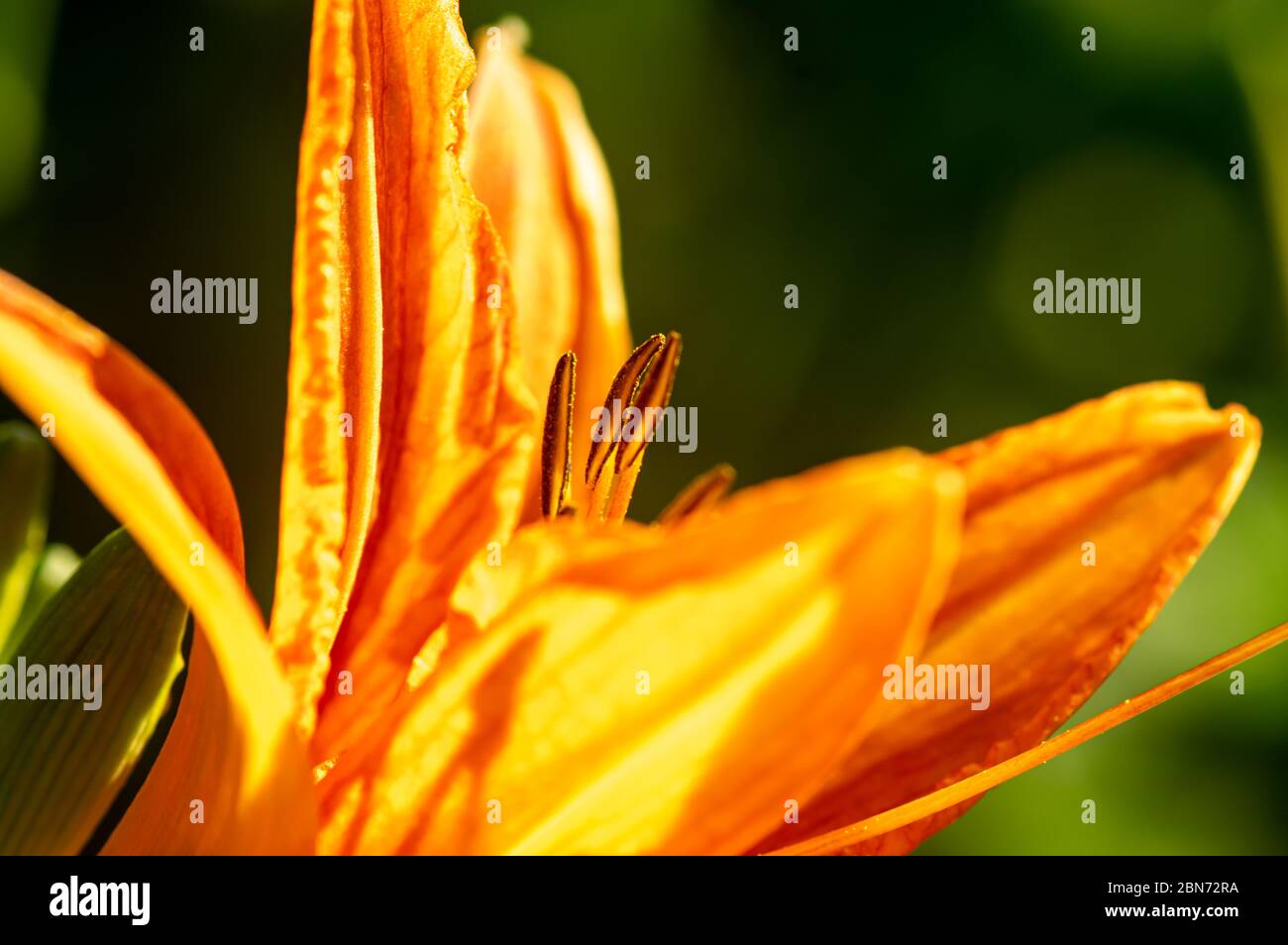 Immagine di un giglio arancio, giglio di mais, giglio di tigre, giglio di fossa (Hemerocallis fulva) - primo piano Foto Stock
