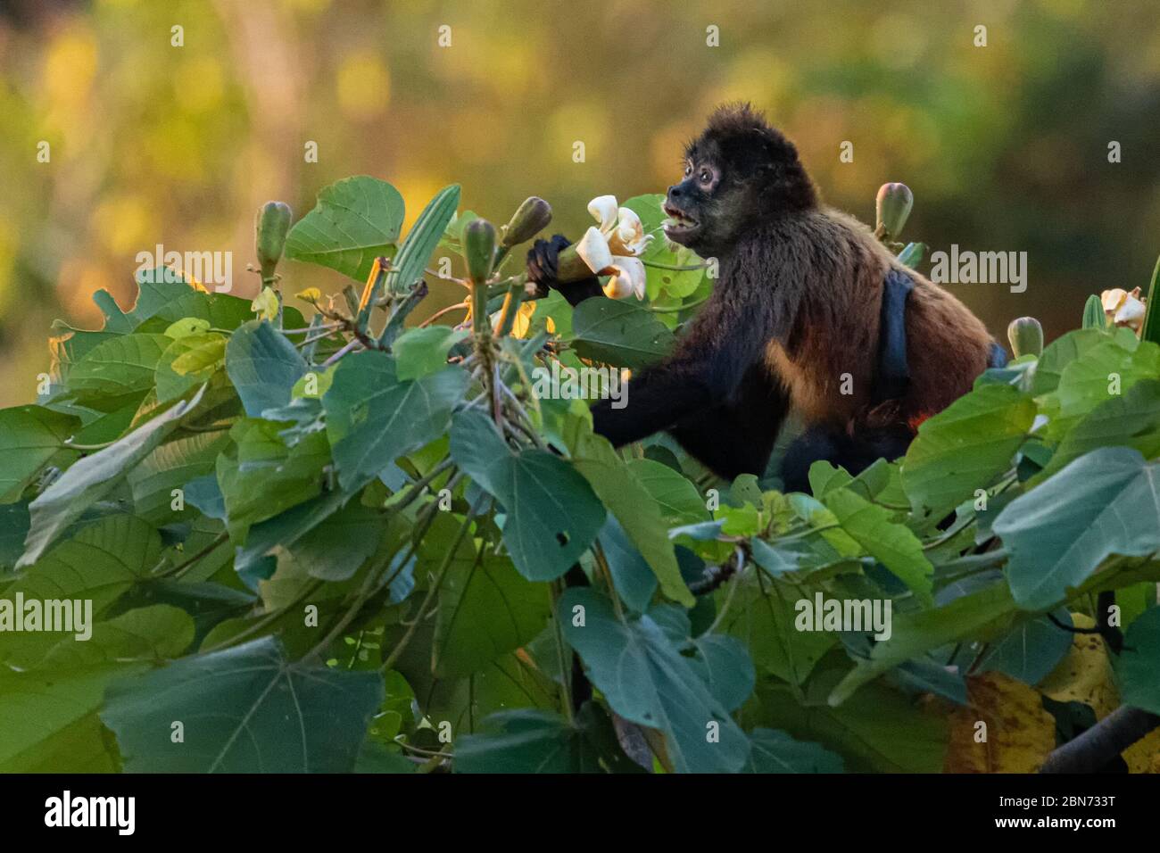 Scimmia di ragno nero (Panisco di Atele), mangiare fiori di frutta Foto Stock