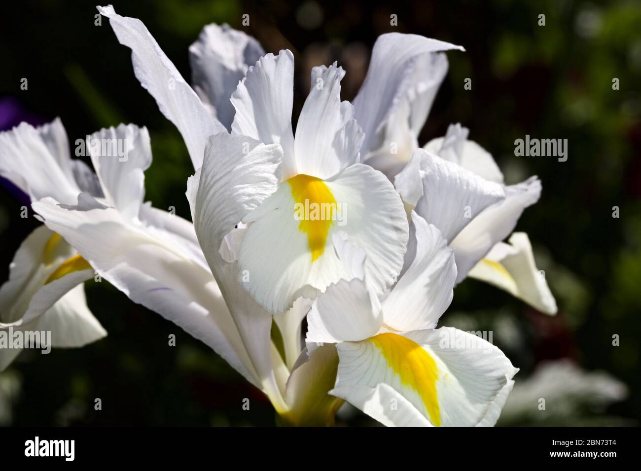 Iris ‘White Excelsior’ Foto Stock