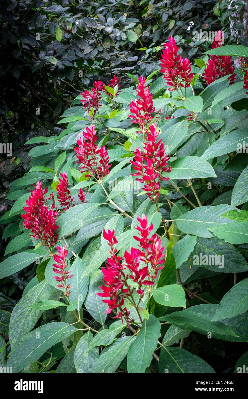 Megaskepasma Erythrochlamys, Bush rosso brasiliano del chiostro, Justicia Vermelha Foto Stock