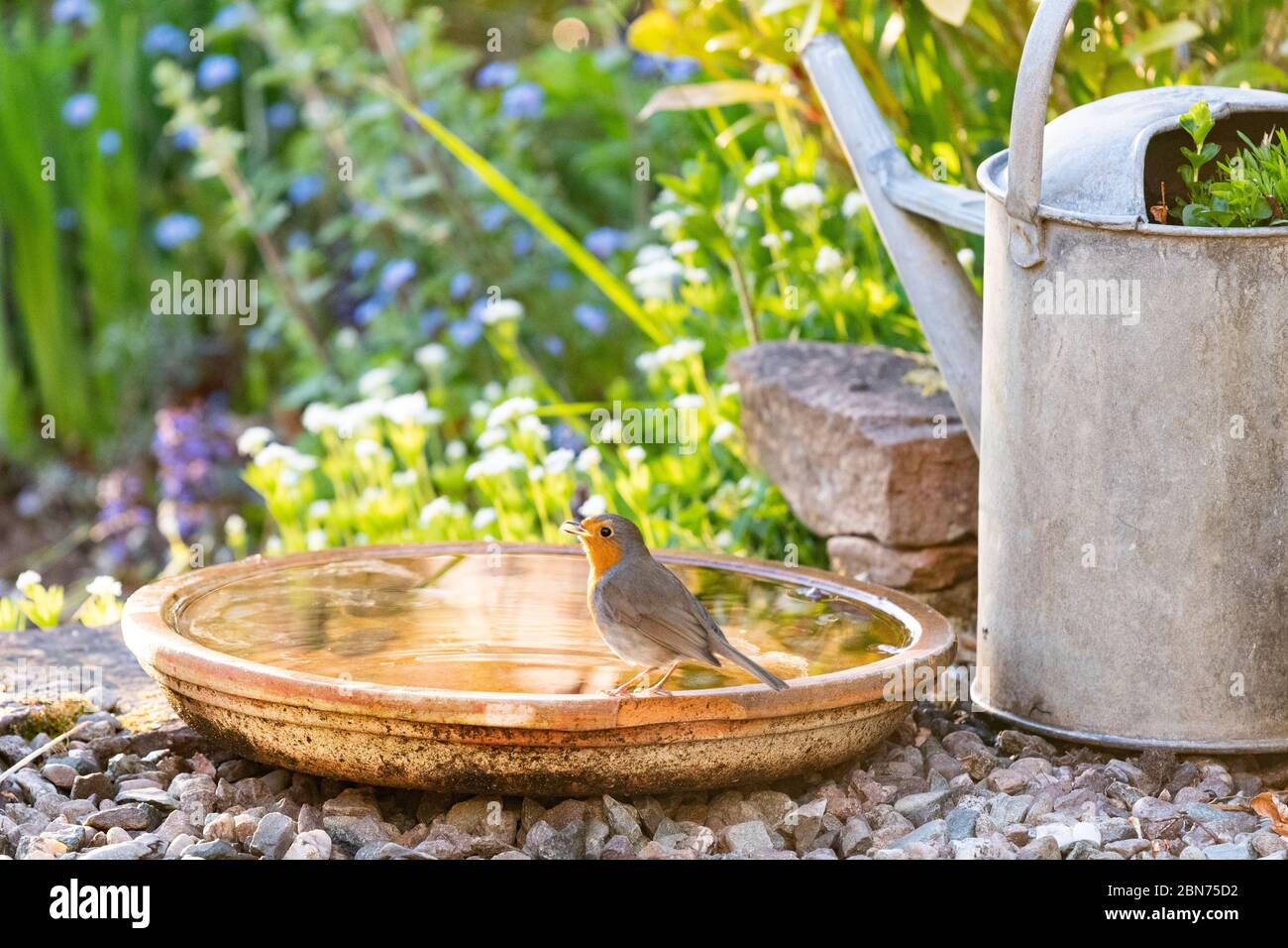 Bagno di uccello fatto da piatto di terracotta in giardino britannico con un rapina che prende un drink - Scozia, UK Foto Stock
