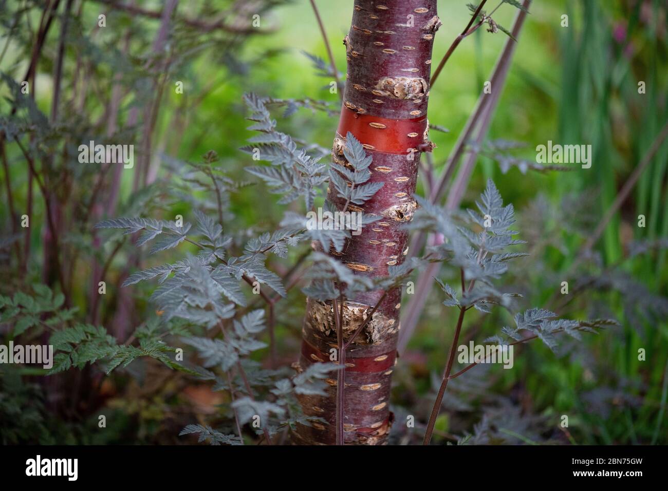 Prunus serrola - ciliegio tibetano - corteccia con fogliame viola di Anthrisco 'Ravenswing' Foto Stock