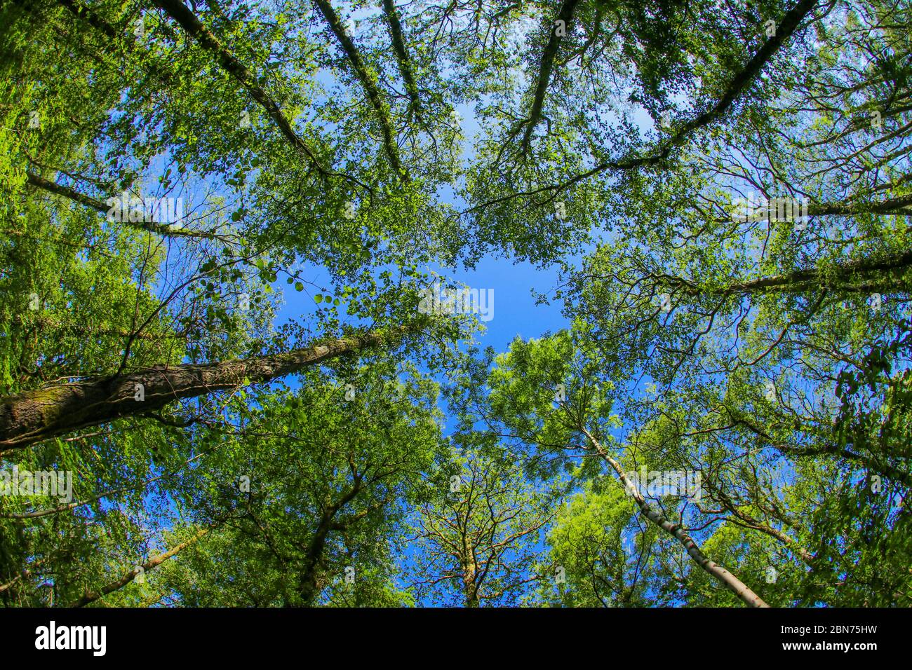 Un antico baldacchino di alberi di bosco nel Regno Unito attraverso una lente a occhio di pesce nel sole di primavera con foglie verdi fresche contro un cielo blu Foto Stock