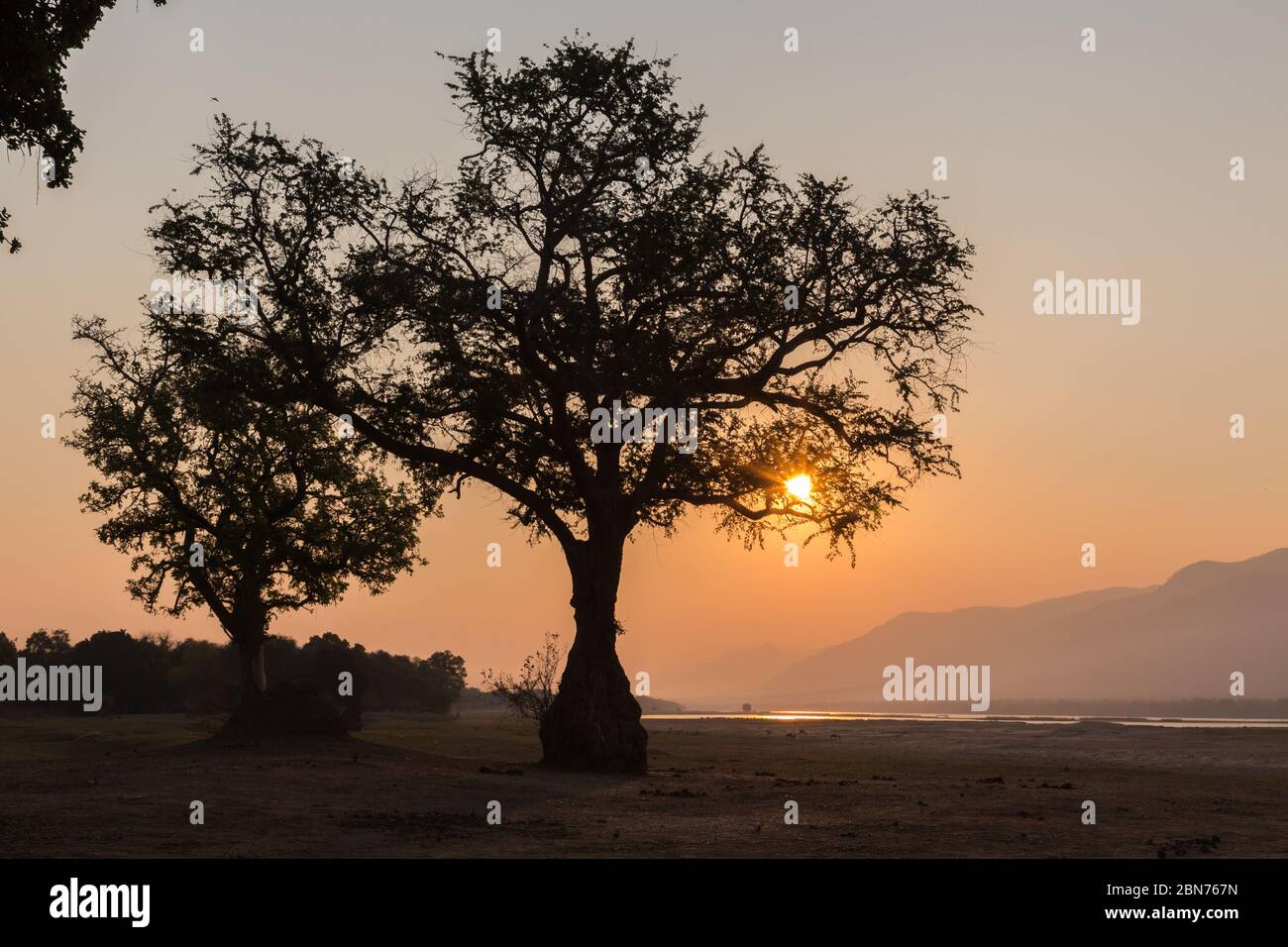 Prendi il sole sulle rive del fiume Zambesi, il parco nazionale di Mana Pools Foto Stock