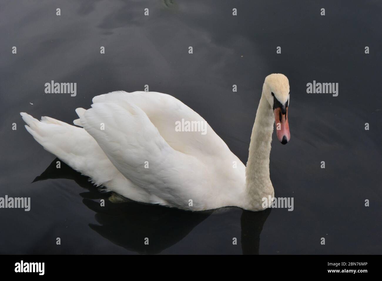 Il lago dei cigni Foto Stock